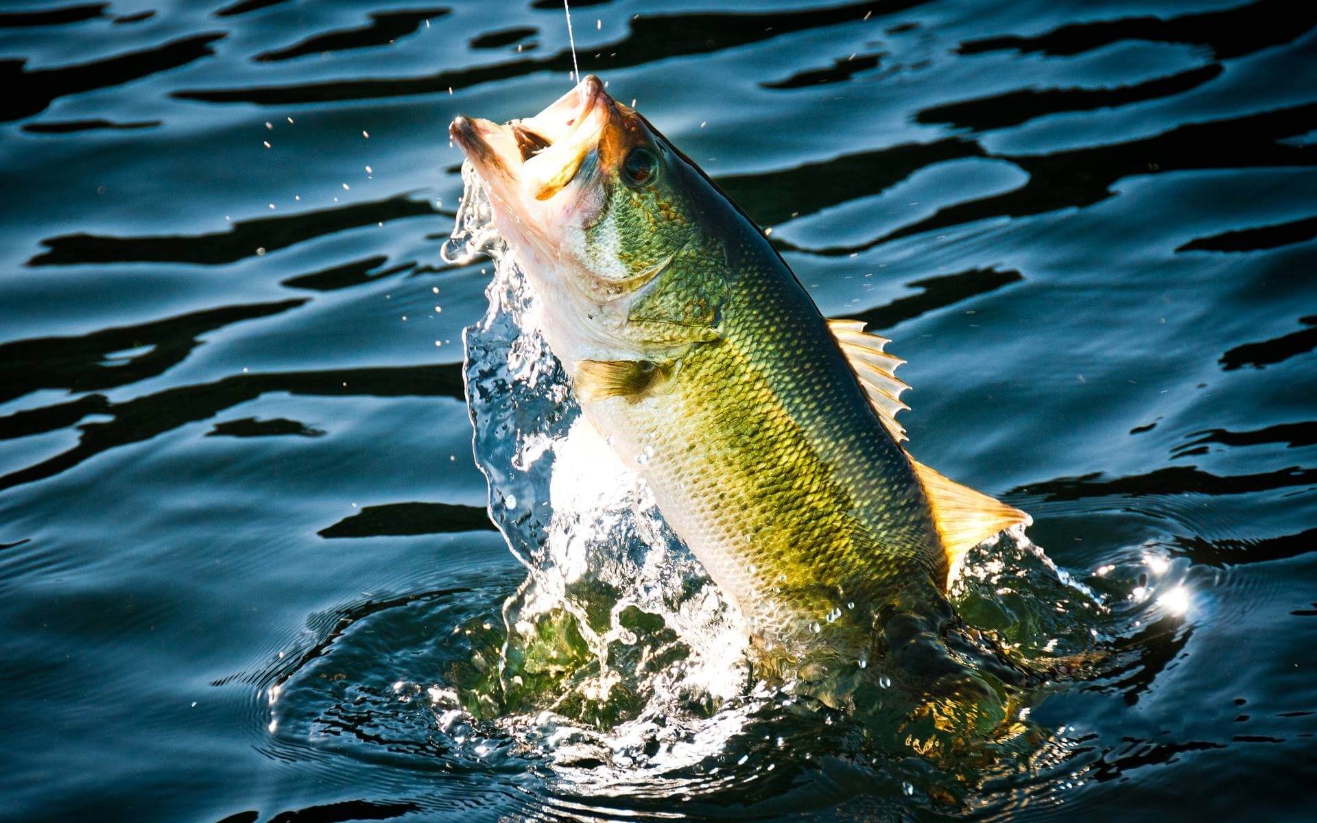 Fishing myths debunked